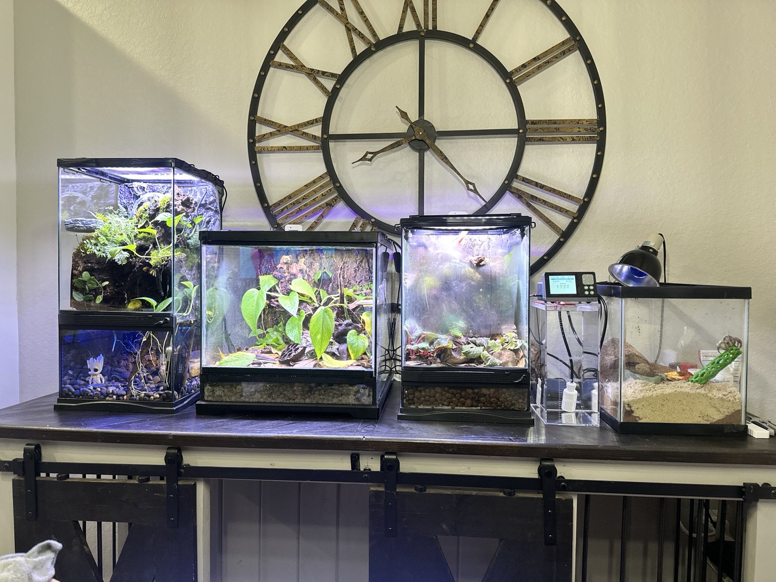 A row of Carlos's home vivariums, paludarium, dart frog and crested gecko enclosures, and freshwater systems on a single workbench