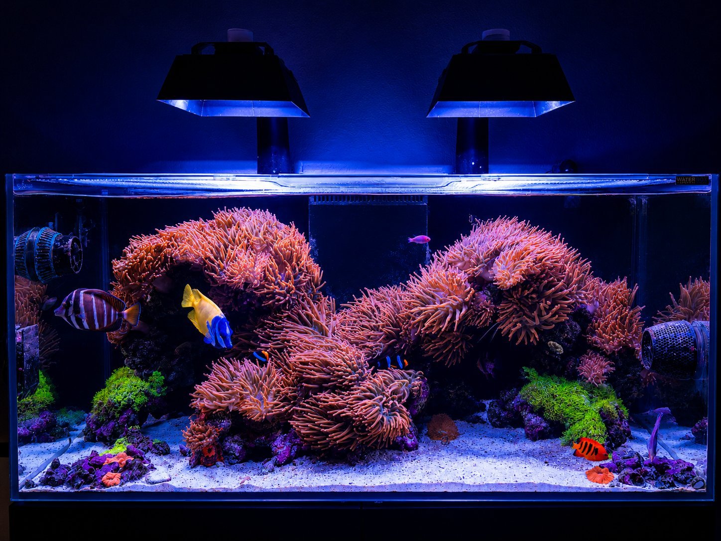 Carlos's home reef tank, mixed soft, LPS, and an anemone biome under reef lighting